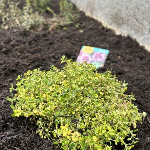 plant.jpg